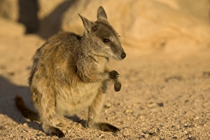 Black-footed rock wallaby (Petrogale lateralis), Magnetic Island, Queensland