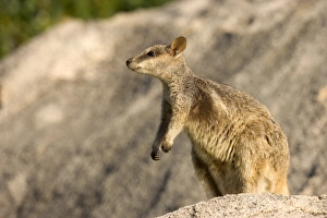 Black-footed rock wallaby (Petrogale lateralis), Magnetic Island, Queensland