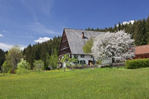 Black Forest Prints: Black Forest house in Urachtal Valley in spring, Black Forest, Baden Wurttemberg