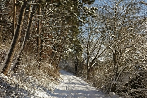 Tree Lined Prints: Black Forest in winter, near Villingen-Schwenningen, Baden-Wurttemberg, Germany, Europe