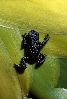 Amphibian Prints: Black frog (Oreophrynella quelchii), Roraima summit, Venezuela, South America