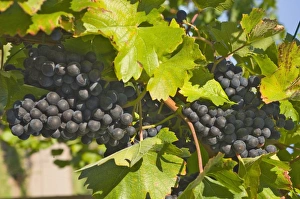 Luxembourg Prints: Black grapes on the fading autumn vines