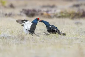 Scandinavian Prints: Black grouse (Lyrurus tetrix), black grouse courtship in Sweden