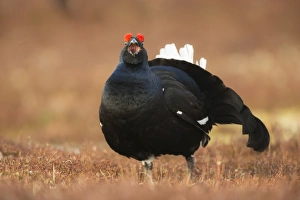Black grouse (Lyrurus tetrix), lekking, Cairngorms, Scotland, United Kingdom, Europe