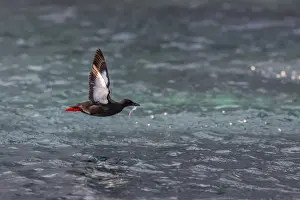 Nunavut Prints: Black Guillemot (Cepphus grylle) taking flight with small fish