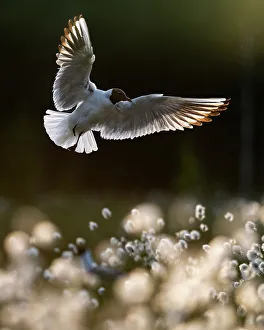 Finland Prints: Black-headed gull Chroicocephalus ridibundus)