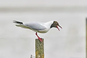 Bird Species Prints: A Black-headed Gull (Larus ridibundus)