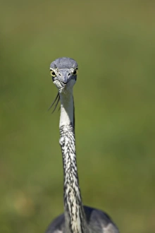 Addo Prints: Black-headed heron (Ardea melanocephala)