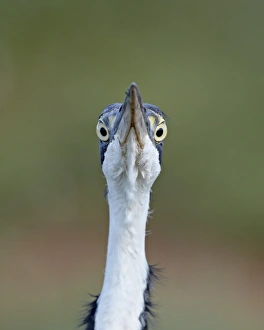 Black-headed heron (Ardea melanocephala), Addo Elephant National Park, South Africa