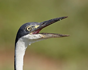 Animal Head Prints: Black-headed heron (Ardea melanocephala) with its bill open, Addo Elephant National Park