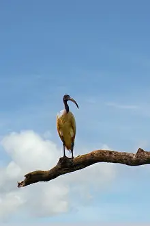 Beak Prints: Black-headed ibis on a branch in Sri Lanka under a clear blue sky and soft clouds