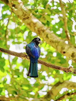 Avifauna Prints: Black-headed trogon (Trogon melanocephalus) at Lamanai Archaeological Reserve