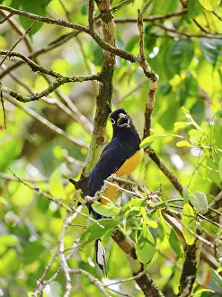 Rich Prints: Black-headed trogon (Trogon melanocephalus) at Lamanai Archaeological Reserve