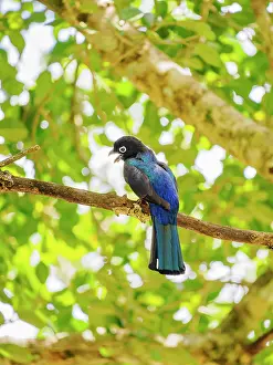 Avifauna Prints: Black-headed trogon (Trogon melanocephalus) at Lamanai Archaeological Reserve