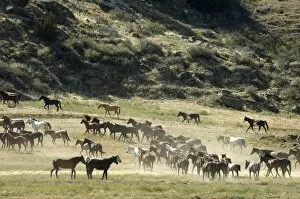 Images Dated 28th September 2007: Black Hills Wild Horse Sanctuary, Hot Springs, South Dakota, United States of America