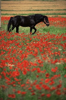 Generic Location Prints: Black horse in field of poppies