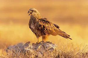 Castilla La Mancha Prints: Black Kite (Milvus migrans) calling, Toledo, Castilla-La Mancha, Spain, Europe