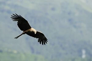 Black kite (Milvus migrans) in flight hunting passerines, Luz Saint Sauveur, Haute-Pyrenees, France, Europe
