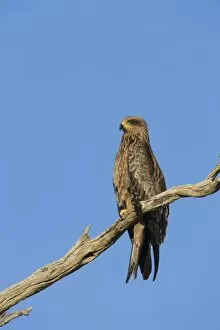 Images Dated 28th January 2008: Black kite (Milvus migrans), Kgalagadi Transfrontier Park, South Africa, Africa