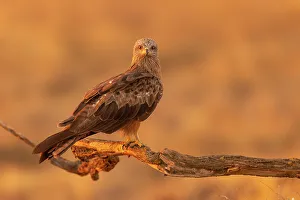 Castilla La Mancha Prints: Black kite (Milvus migrans) at sunrise in Toledo, Castilla-La Mancha, Spain, Europe