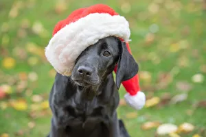 Portrait Prints: Black Labrador puppy with Christmas hat on, United Kingdom, Europe