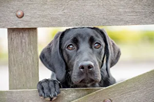 Young Animals Prints: Black Labrador puppy looking through a gate, United Kingdom, Europe