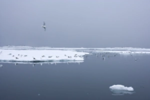 Images Dated 28th January 2000: Black-legged kittiwake (Rissa tridactyla) on ice floe