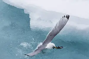 Nunavut Prints: Black-legged Kittiwake (Rissa tridactyla) catching small fish amongst the ice in Lancaster Sound
