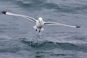 Black-legged Kittiwake (Rissa tridactyla) catching small terapods at Cape Hay, Bylot Island, Nunavut, Canada, North America