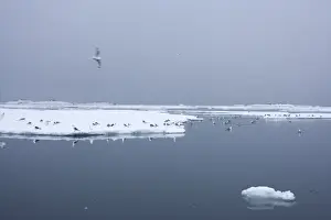 Black-legged kittiwake (Rissa tridactyla) on ice floe
