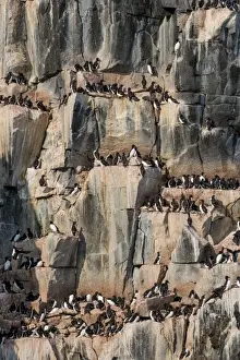 Colonies Prints: Black-legged kittiwakes (Rissa tridactyla) colony on the cliffs of Alkerfjellet