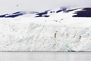 Rissa Tridactyla Prints: Black legged kittywake gulls (Rissa), Hornbreen Glacier, Spitsbergen, Svalbard, Arctic