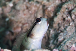Images Dated 26th May 2008: Black line shrimp goby (Myersina nigrivirgate), Sulawesi, Indonesia, Southeast Asia, Asia