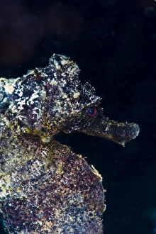 Black Background Prints: Black longsnout seahorse (Hippocampus reidi)