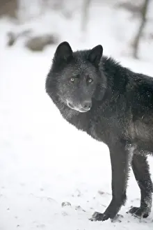 Animal Head Prints: Black melanistic variant of North American timber wolf (Canis Lupus) in snow