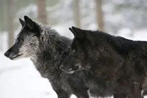 Looking To Side Prints: Two black melanistic variants of North American Timber wolf (Canis Lupus) in snow