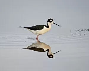 Images Dated 13th February 2009: Black-necked stilt (Himantopus mexicanus) with reflection, Bear River Migratory Bird Refuge