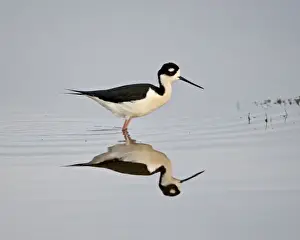 Black-necked stilt (Himantopus mexicanus) with reflection, Bear River Migratory Bird Refuge