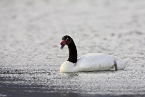 Surface Level Prints: Black-necked swan (Cygnus melancoryphus) swimming, Torres Del Paine, Chile, South America