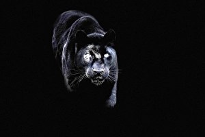 Animals: Black panther (black leopard) (Panthera onca), Montana, United States of America