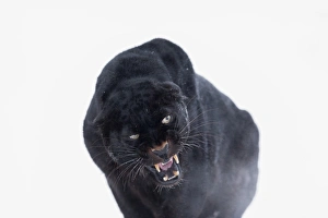 Looking Away Prints: Black panther (black leopard) (Panthera onca), Montana, United States of America