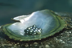 Smooth Prints: Black pearl, Praslin Island, Republic of Seychelles, Indian Ocean, Africa