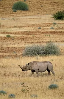 Images Dated 29th February 2008: Black Rhino