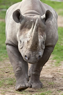 Animal Head Prints: Black rhino (Diceros bicornis), captive, native to Africa