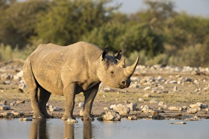 Horned Prints: Black rhino (Diceros bicornis), Etosha National Park, Namibia, Africa