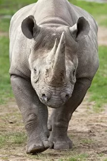 Images Dated 12th October 2009: Black rhino (Diceros bicornis), captive, native to Africa
