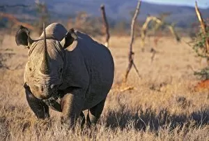 Black Rhino, Eas t Africa, Africa