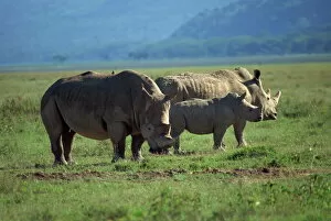 Kenya Gallery: Black rhino family