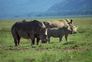 Kenya Gallery: Black rhino family