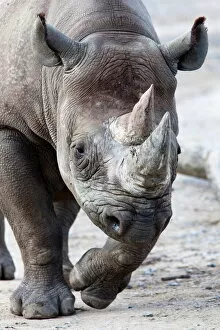 Images Dated 12th October 2009: Black Rhino, South Africa, Africa
